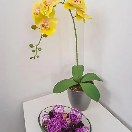 Mariposa En Frontera/primavera Apartamento Costa del Silencio